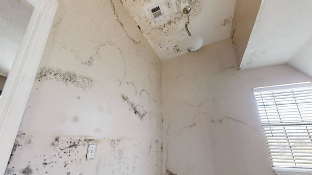Dehumidification Services in Coldwater, OH