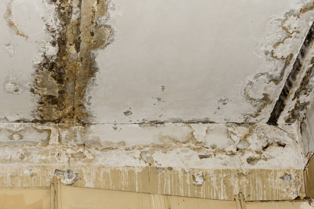 Best Real Estate Mold Inspection  in Coldwater, OH